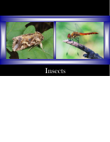 حشرات سكشن 3.pdf